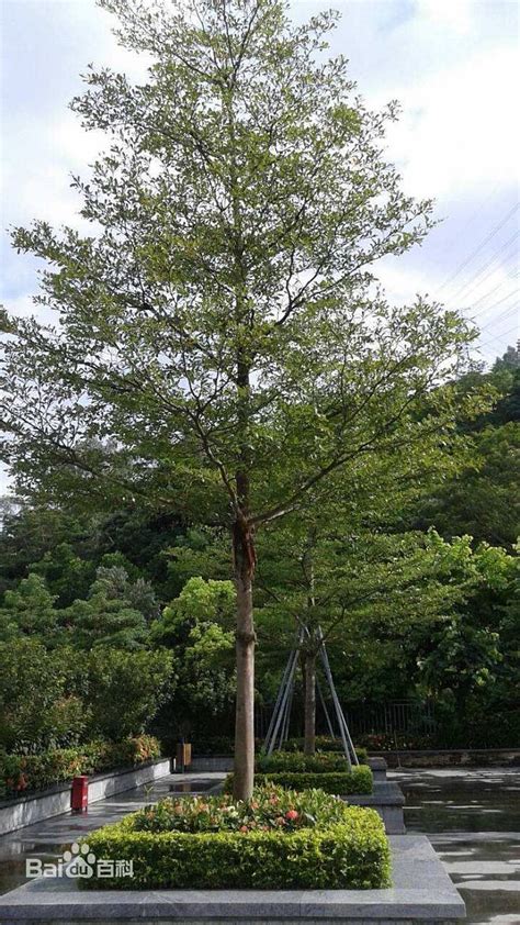 小叶榄仁树风水|小叶榄仁树的风水讲究